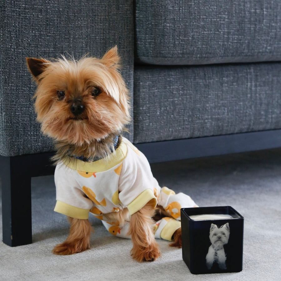 A Yorkie in pajamas beside a black candle engraved with its photo
