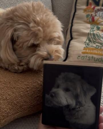 A dog resting beside a black candle engraved with its photo